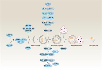 Interplay Between Lipid Metabolism and Autophagy